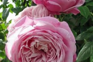 Роза английская душистая 
